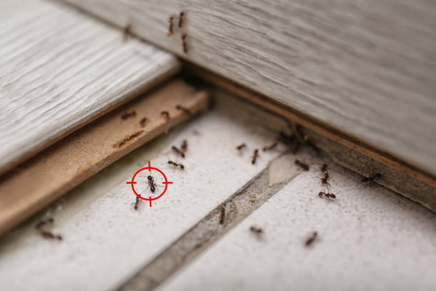 Best Residential Pest Control  in Wilsonville, AL