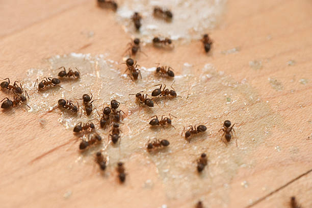 Best Affordable Pest Control Services  in Wilsonville, AL