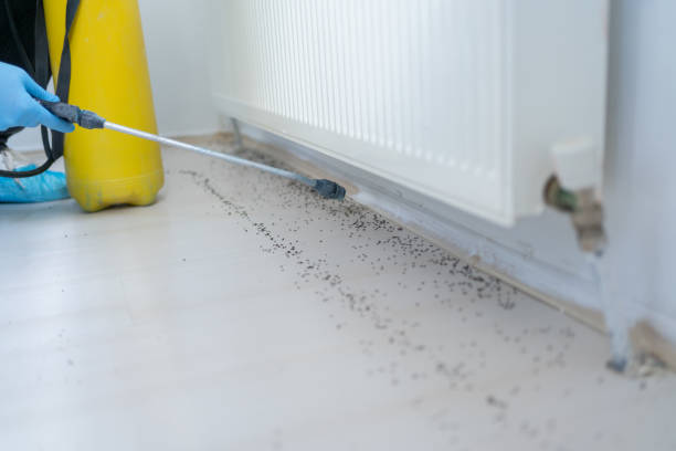 Best Wasp Removal Services  in Wilsonville, AL